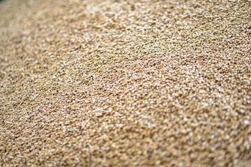Texture of grains and golden seeds. Wheat and rye as food. Stock background, photo