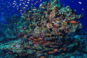 Naklejka na ściany i meble School of fish at the Maldives