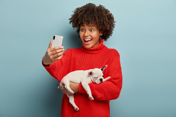 Funny cheerful woman with Afro hairstyle, holds cellphone in front, takes selfie of herself with favourite dog, wears casual red jumper, being surprised, isolated on blue wall. Female holds bulldog - obrazy, fototapety, plakaty