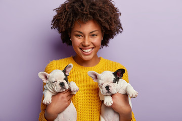 Owner and two puppies have fun. Positive dark skinned lady with curly hairstyle, carries small pets, enjoys playing with favourite animals, isolated over purple background. Mistress of french bulldogs