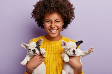 Sincere glad woman with curly hairstyle wears yellow jumper, carries little cute puppies with flat faces, black ears, white bellies, short legs, laughs, likes bulldogs and pedigree pets, isolated