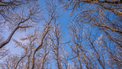 Under winter trees and blue sky