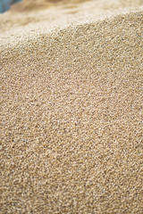 Texture of grains and golden seeds. Wheat and rye as food. Stock background, photo