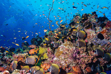 School of fish at the Maldives