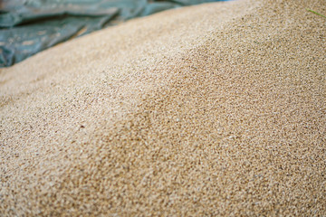 Texture of grains and golden seeds. Wheat and rye as food. Stock background, photo