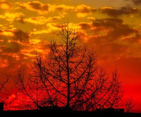 Obraz premium Tree in red sky background
