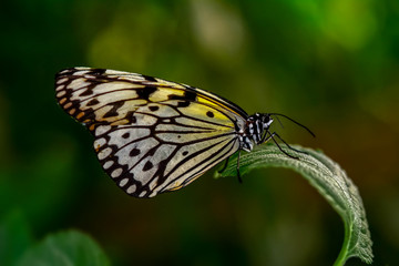 Closeup   beautiful butterfly sitting on flower. .Tree Nymph butterfly (Idea leuconoe) 