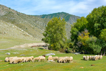 Herd of sheep grazing