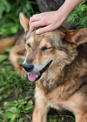 The children's hand irons a big dog