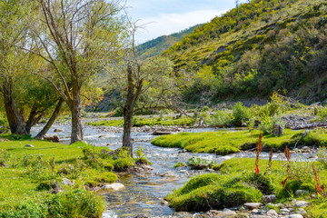 Obraz premium Big Ilgumen river in the Altai mountains