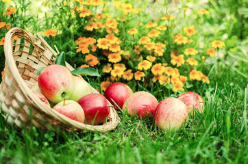 Apples on a limited background in the basket