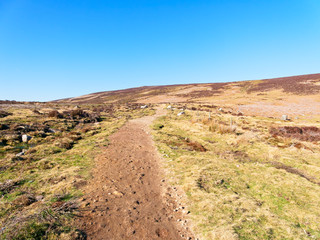 Sheep graze besides a gently sloping footpath on Derwent Moor in Derbyshire.