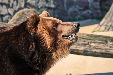 photo of a brown bear's head with its mouth ajar close-up on a blurred background of an open-air...