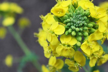 菜の花