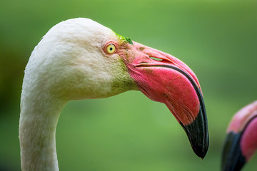 Fenicottero