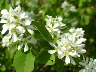 white flowers of  tree in spring