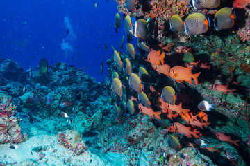 School of fish at the Maldives