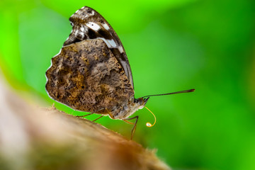 Closeup   beautiful butterfly sitting on flower.