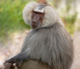 Hamadryas Baboon male looking to the camera. 