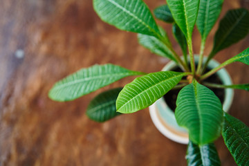 Beautiful houseplant Euphorbia on a wooden background with water droplets