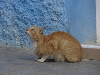 Gato con la mirada concentrada en una calle del Pueblo Azul, Marruecos