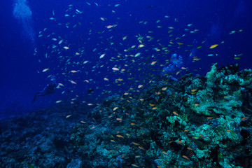 Fototapeta na wymiar diving the Maldives