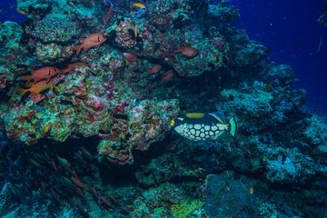 Fototapeta premium diving the Maldives