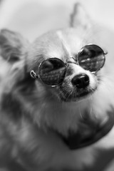 A small dog in sunglasses 