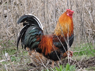 portrait of a rooster