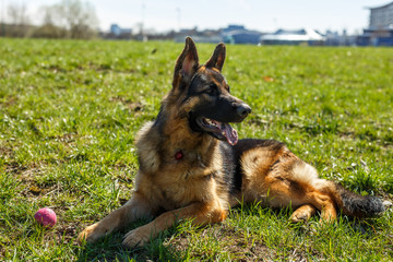 German Shepherd sitting. Nearby is a toy ball.