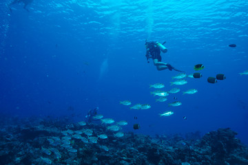 Naklejka na ściany i meble School of fish at the Maldives