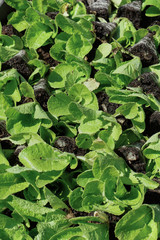 Selective Close-up of green seedling. Green salad growing from seed Farm garden in a greenhouse with watering plants. Stock background, photo