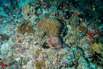 Star fish at the Maldives