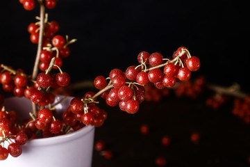 Red sea buckthorn. Shepherdia. Buffaloberry. Red berrybranches and berry in white ceramic vase on dark rustic background.
