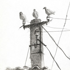 pigeons on a pole. wires. pencil drawing. graphic arts. background