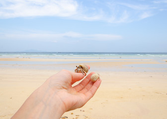 granchio hermit crab mano oceano 