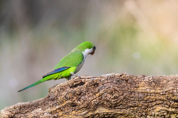 Parakeet,feeding on wild fruits, La Pampa, Patagonia, Argentina