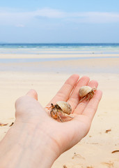 paguroidea mano tailandia asia