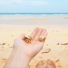 mano con hermit crab tailand