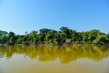 Fototapeta na wymiar Pantanal forest ecosystem, Mato Grosso, Brazil
