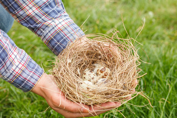 Hands holding a nest with eggs of quail on grass background.