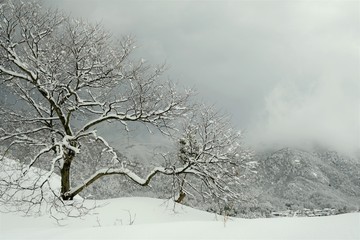 雪景色