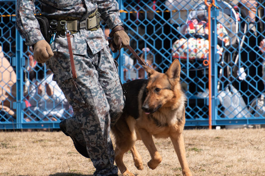 31 Best 警備犬 Images Stock Photos Vectors Adobe Stock 31 Best 警備犬 Images Stock Photos Vectors Adobe Stock