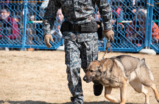 31 Best 警備犬 Images Stock Photos Vectors Adobe Stock 31 Best 警備犬 Images Stock Photos Vectors Adobe Stock