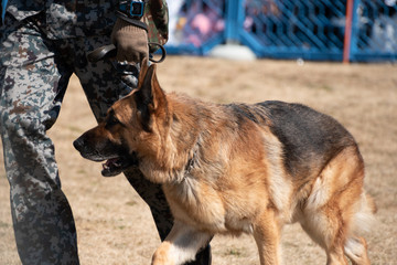 航空自衛隊の警備犬とハンドラー