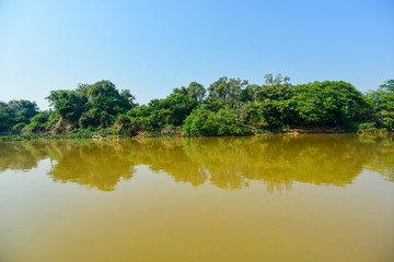 Pantanal forest ecosystem, Mato Grosso, Brazil
