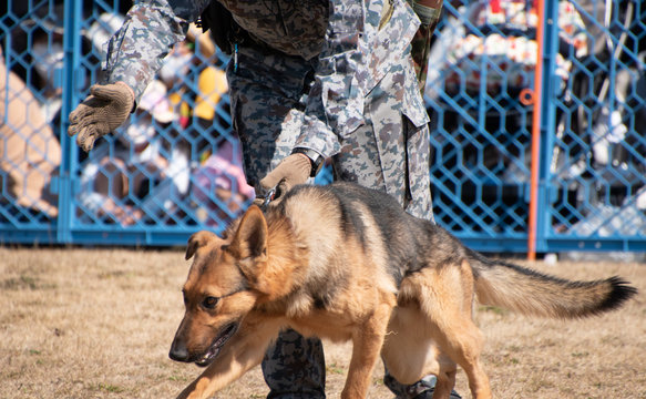 31 Best 警備犬 Images Stock Photos Vectors Adobe Stock 31 Best 警備犬 Images Stock Photos Vectors Adobe Stock