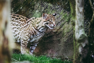 Petit félin Ocelot