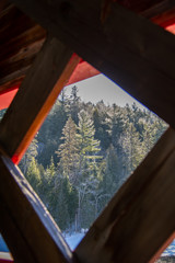 trees through a covered bridgew