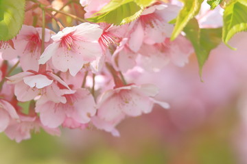 河津桜　 Cherry Blossoms (Kawazu-zakura)	